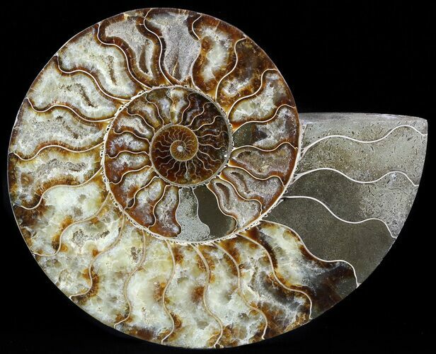 Cut Ammonite Fossil (Half) - Agatized #49905